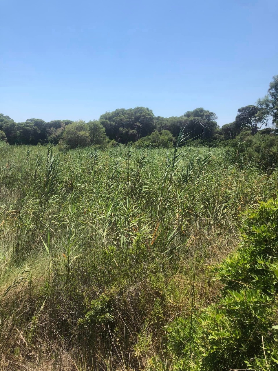 Cañas en la Albufera