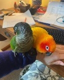 Parrots